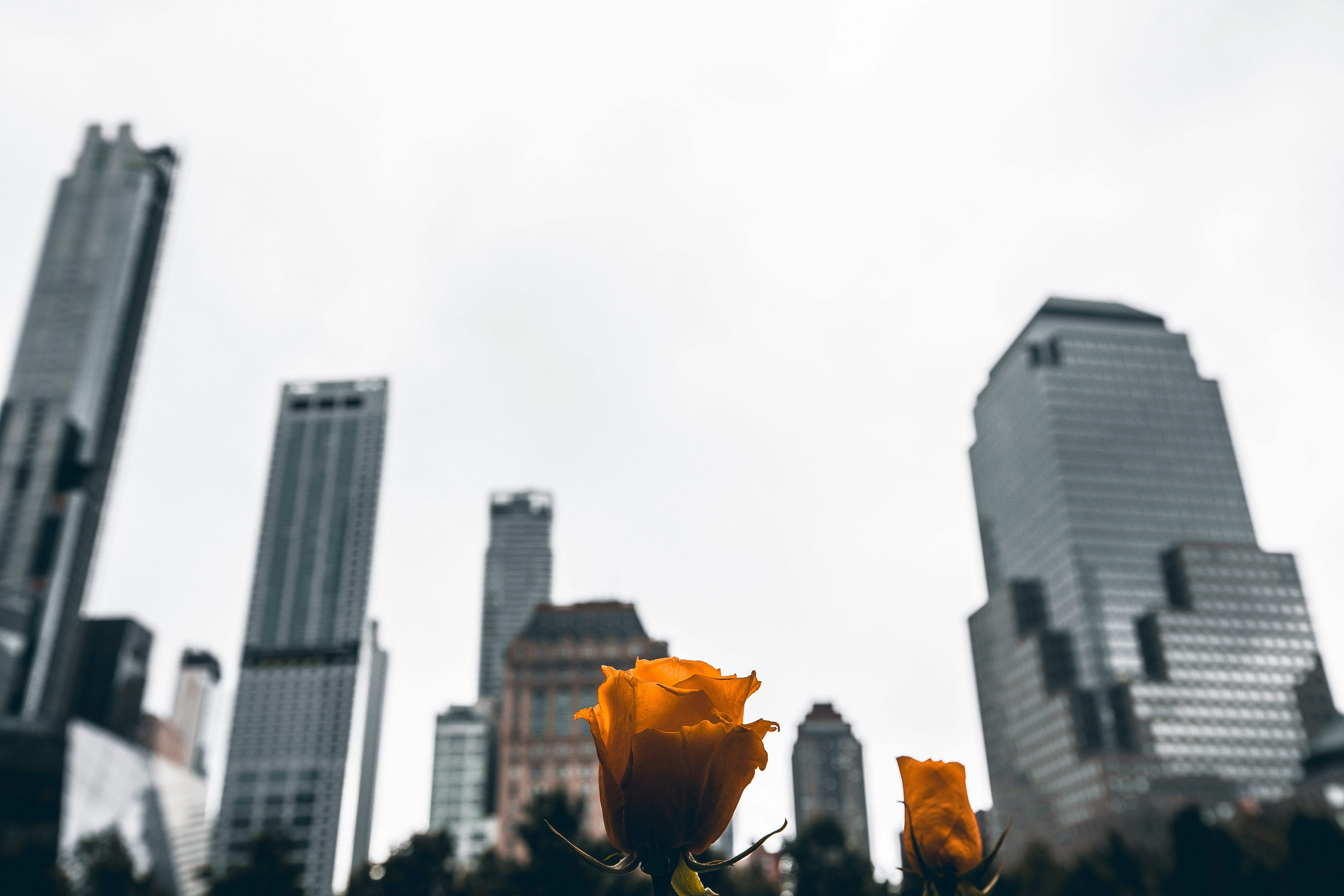 yellow flower in front of white concrete building during daytime